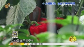 智能農(nóng)業(yè)新篇章 夫妻攜手，手機遠程掌控三座蔬菜大棚